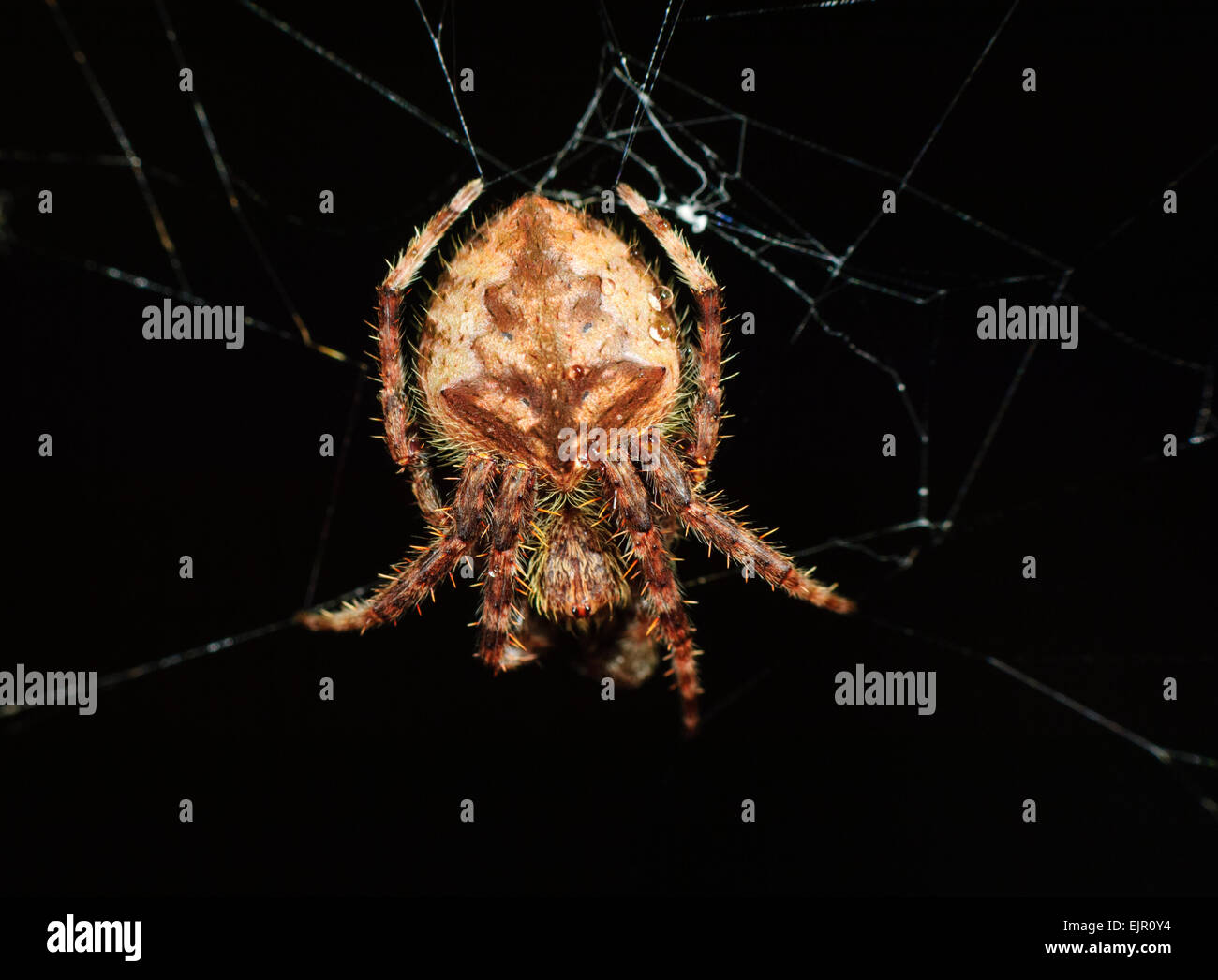 Garden Orb Weaver (Eriophora transmarina), New South Wales, Australia