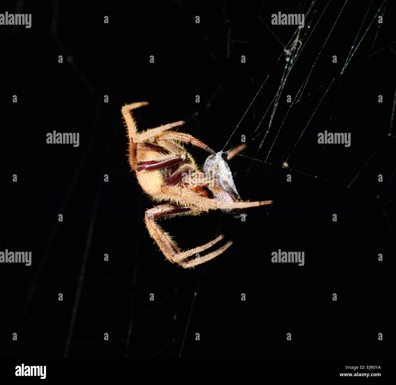 Garden Orb Weaver (Eriophora transmarina), New South Wales, Australia