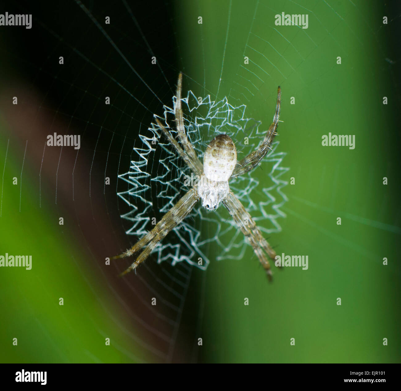 Juvenile St Andrew's Cross Spider (Argiope keyserlingi), New South Wales, Australia Stock Photo
