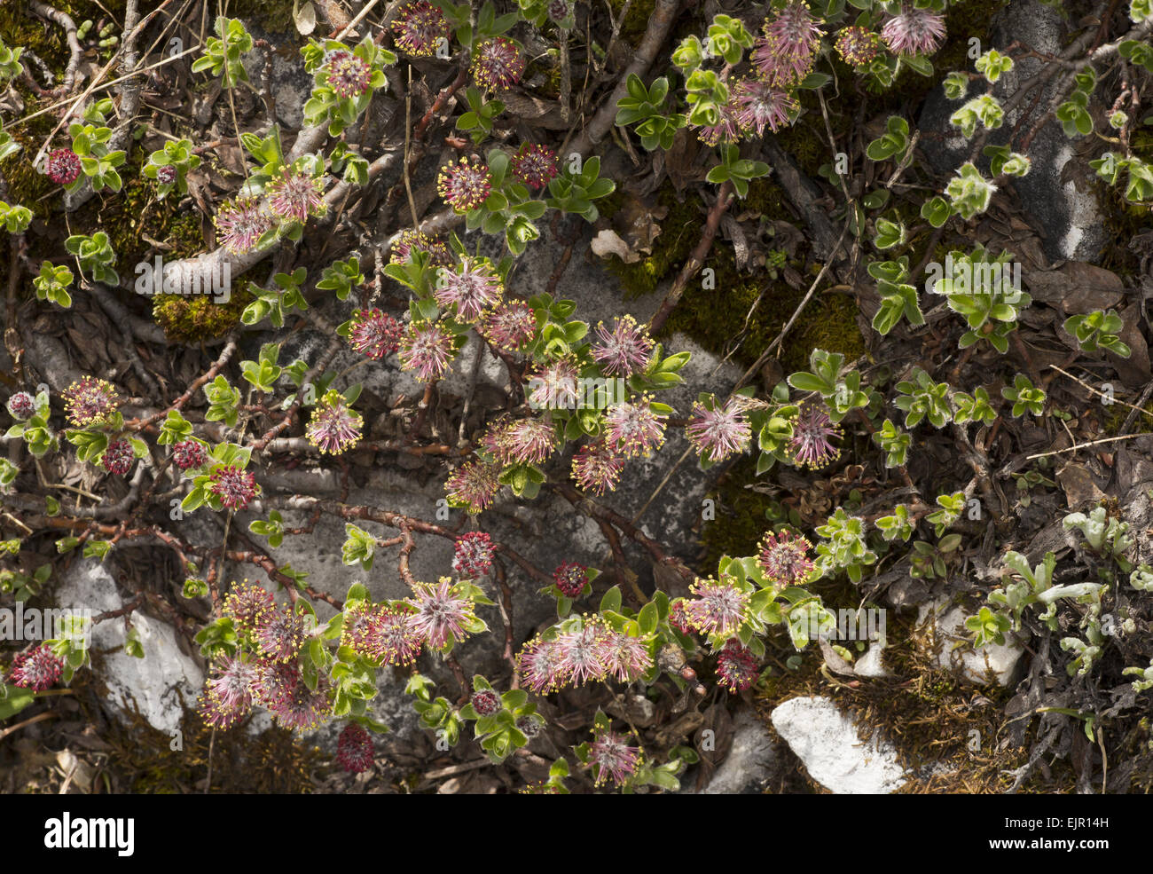 Alpine Willow (Salix alpina) male flowers, Dolomites, Italian Alps, Italy, June Stock Photo
