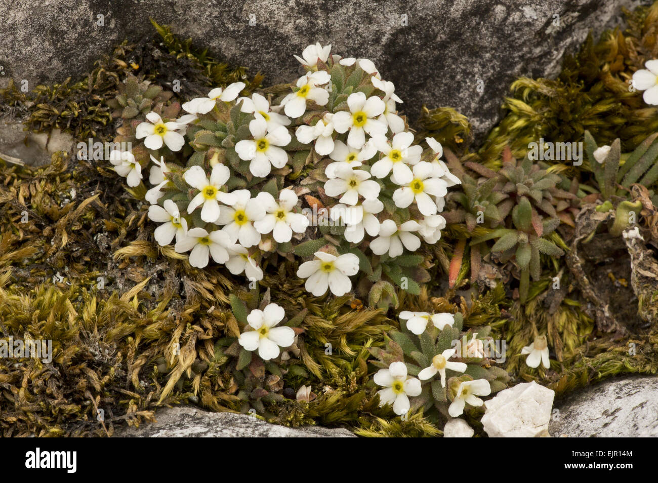 Dwarf Rock-jasmine (Androsace hausmannii) flowering, growing on dolomite rock, Dolomites, Italian Alps, Italy, June Stock Photo