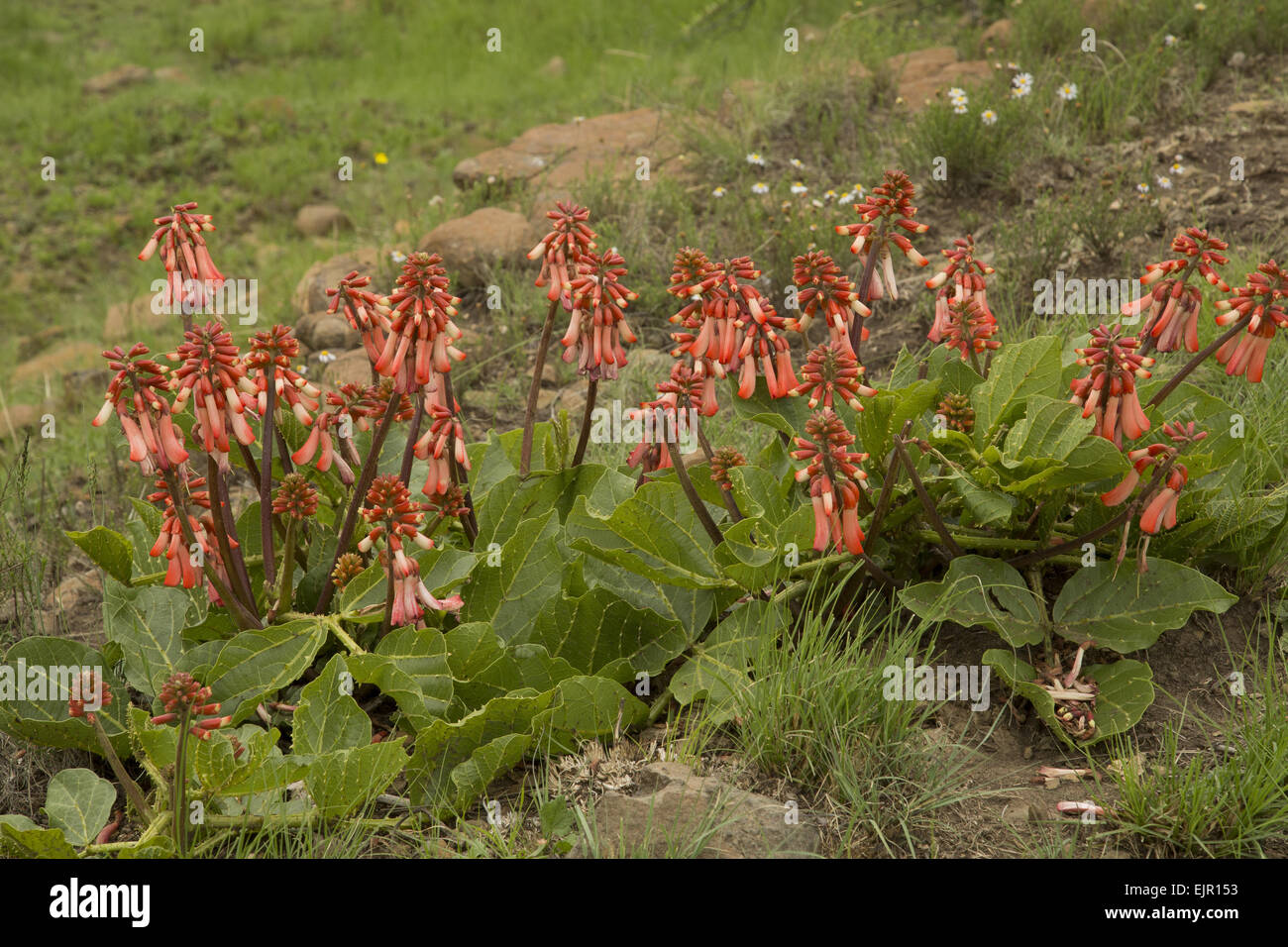 Plough-breaker (Erythrina zeyheri) flowering, South Africa, November Stock Photo