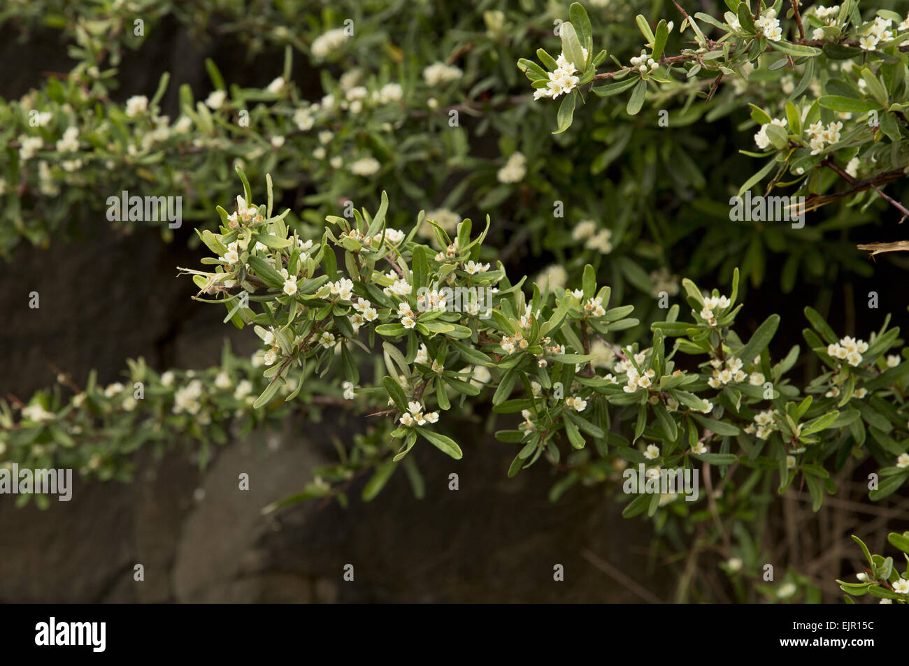 Narrowleaf Firethorn (Pyracantha angustifolia) introduced invasive species, close-up of leaves and flowers, Lesotho, November Stock Photo