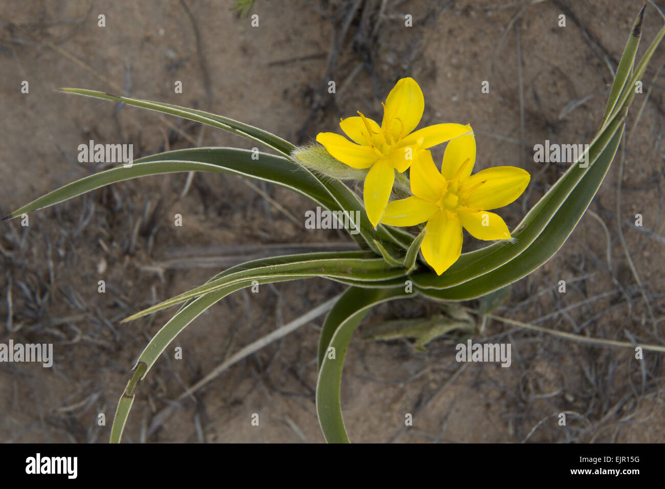 Yellow Star-flower (Hypoxis iridifolia) flowering, Golden Gate Highlands N.P., Drakensberg Mountains, Free State, South Africa, Stock Photo