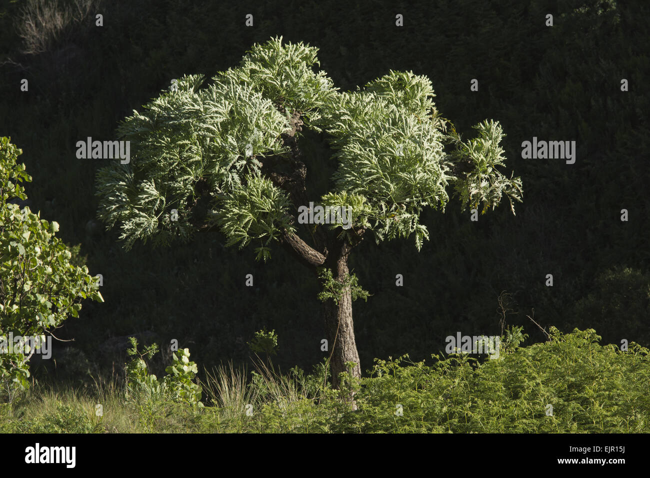 Mountain Cabbage Tree (Cussonia paniculata subsp. sinuata) habit, Royal Natal N.P., Drakensberg Mountains, KwaZulu-Natal, South Stock Photo
