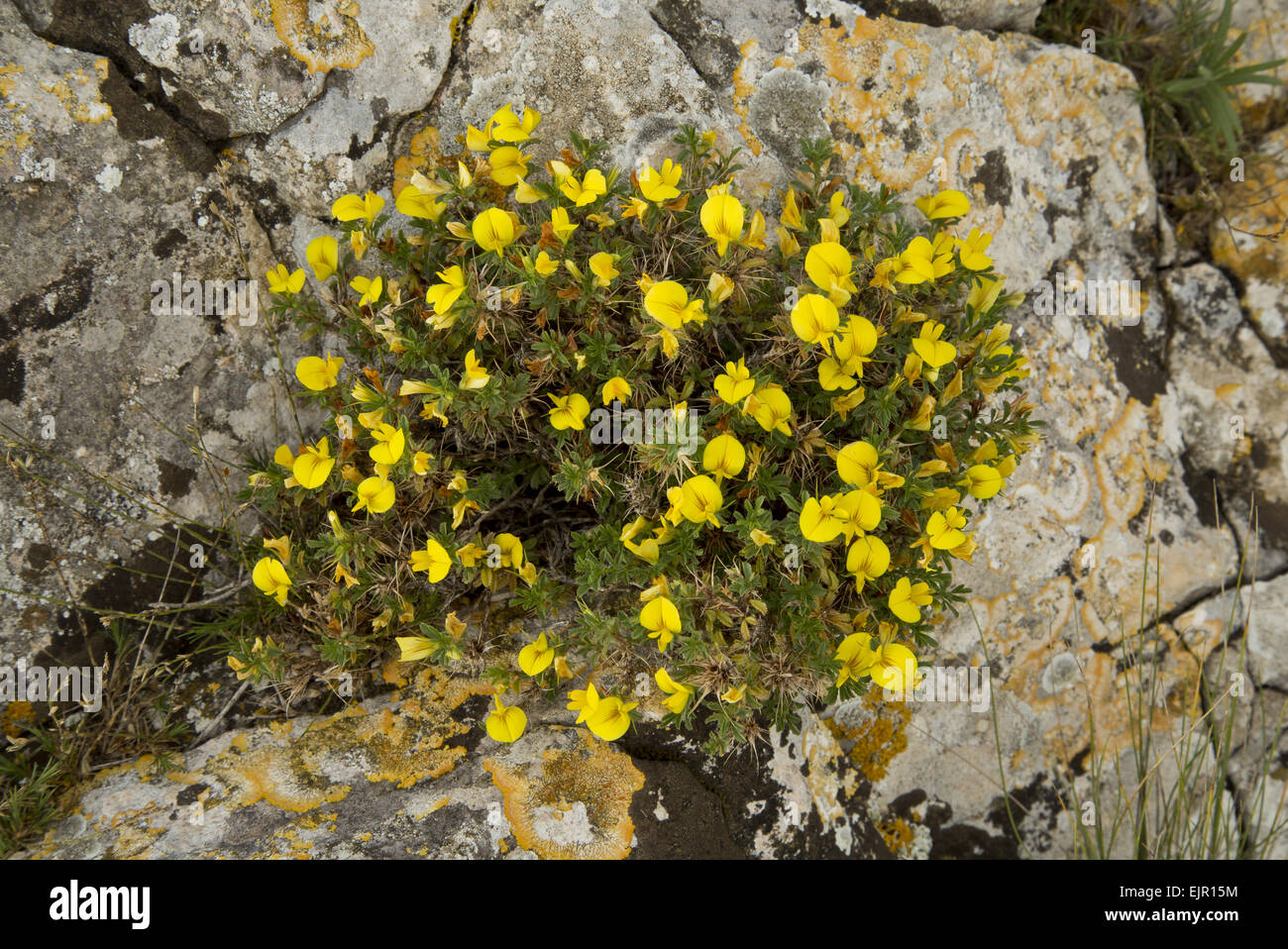 Dwarf Restharrow (Ononis minutissima) flowering, growing on limestone rock, Southwest France, October Stock Photo