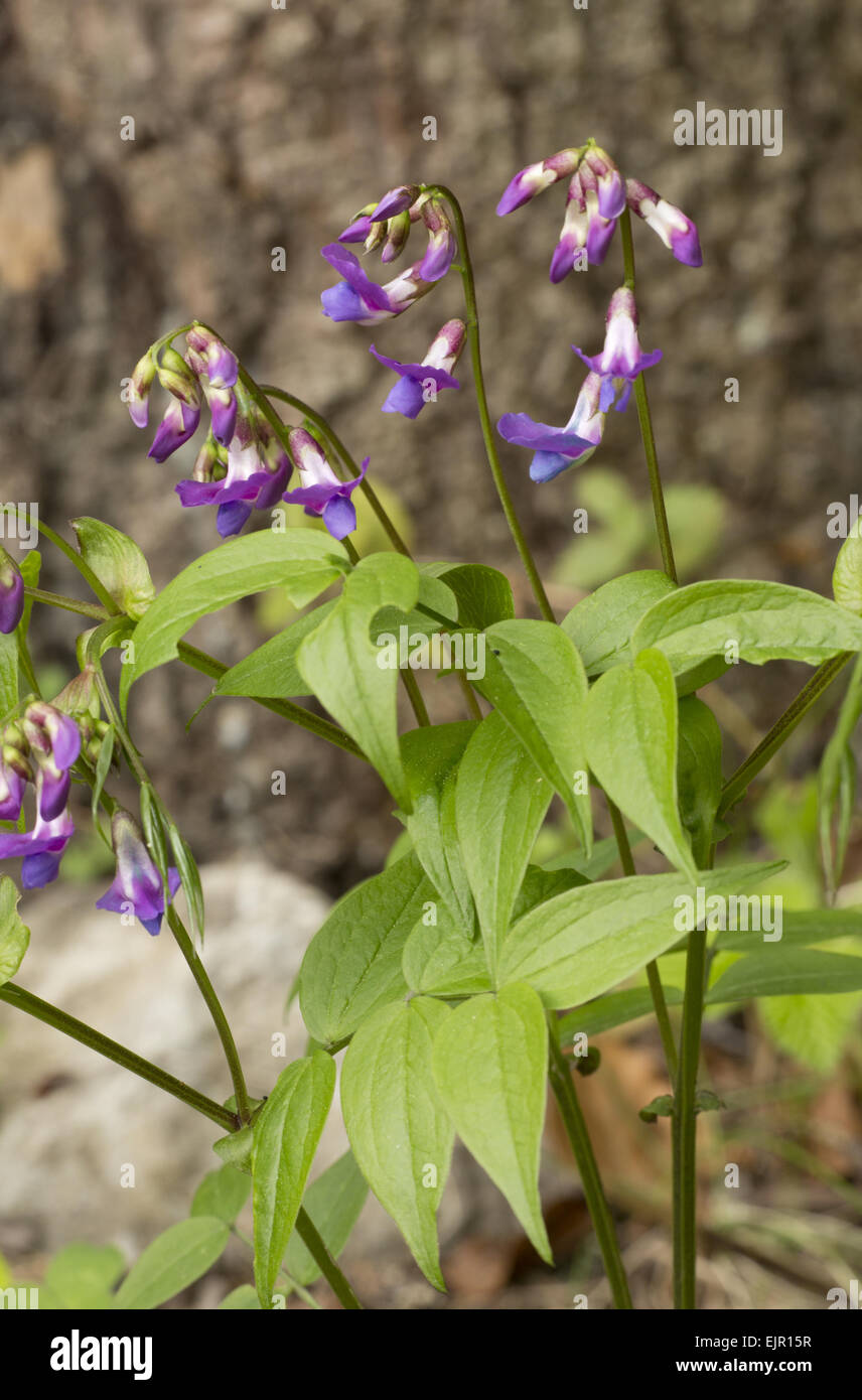 Spring Pea (Lathyrus vernus) flowering, growing in woodland, Vercors, French Alps, France, May Stock Photo
