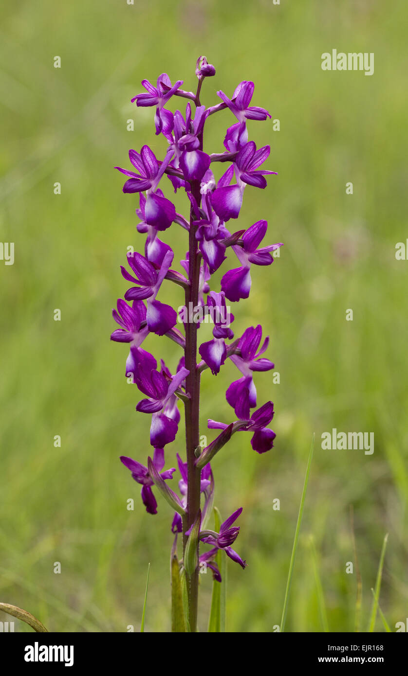 Loose-flowered Orchid (Orchis laxiflora) flowering, Sardinia, Italy, April Stock Photo