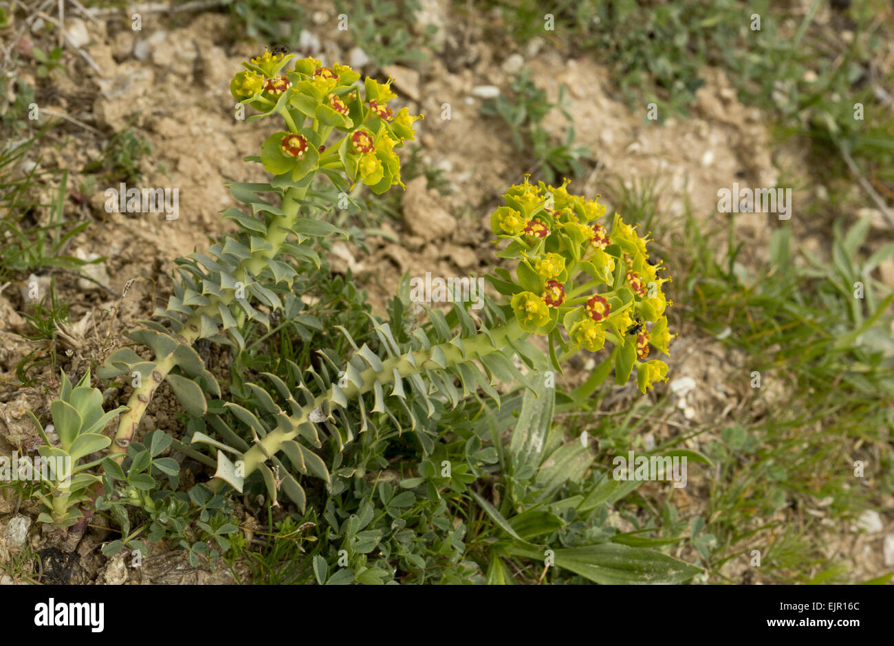 Broad-leaved Glaucous Spurge (Euphorbia myrsinites) flowering, Pilion, Greece, April Stock Photo