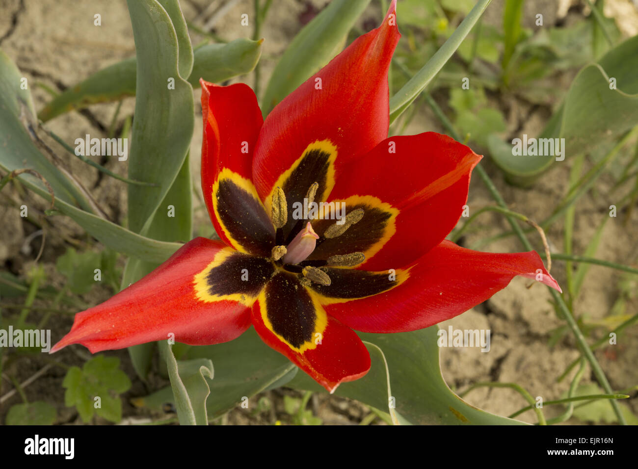 Eyed Tulip (Tulipa agenensis) close-up of flower, growing in arable field, Cyprus, March Stock Photo