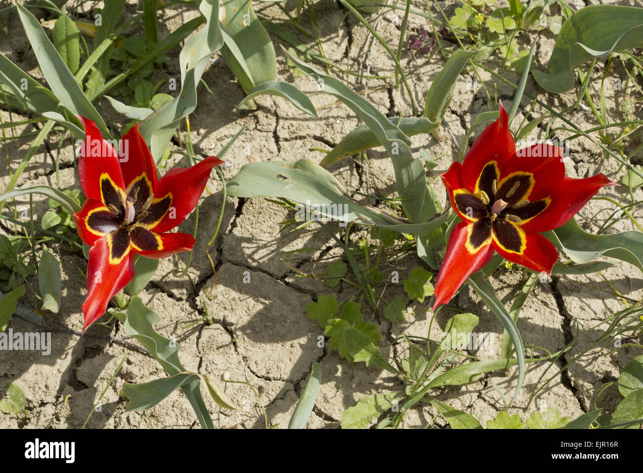 Eyed Tulip (Tulipa agenensis) flowering, growing in arable field, Cyprus, March Stock Photo