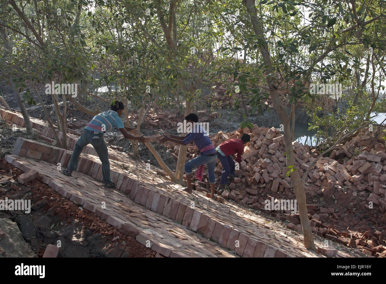 Workers with bricks used for flood defence repairs, Sundarbans, Ganges Delta, West Bengal, India, March Stock Photo