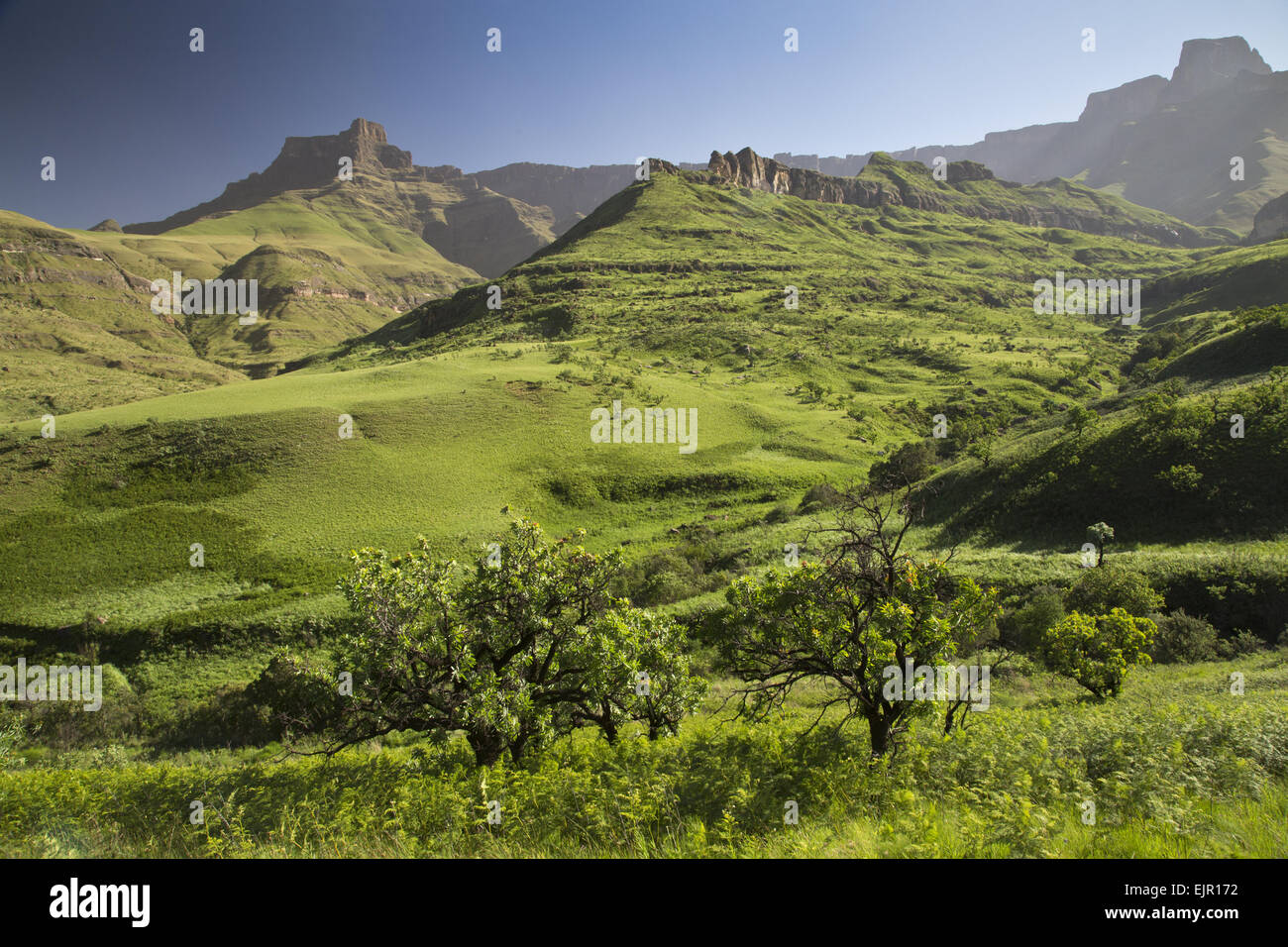 View of montane grassland habitat, with Common Sugarbush (Protea caffra) in foreground, Royal Natal N.P., Drakensberg Mountains, KwaZulu-Natal, South Africa, November Stock Photo