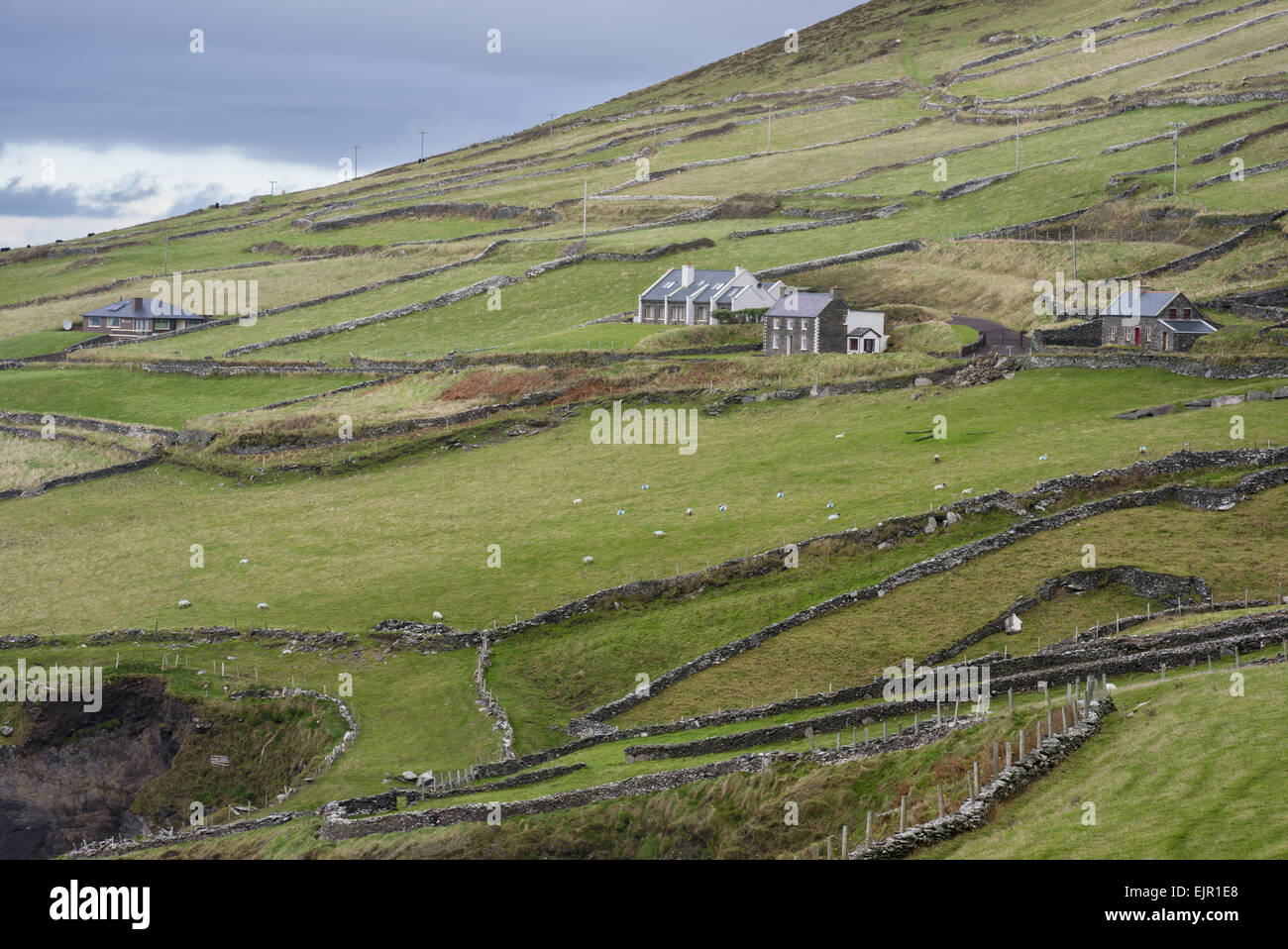 View of coastal farmland with drystone walls, houses and sheep grazing