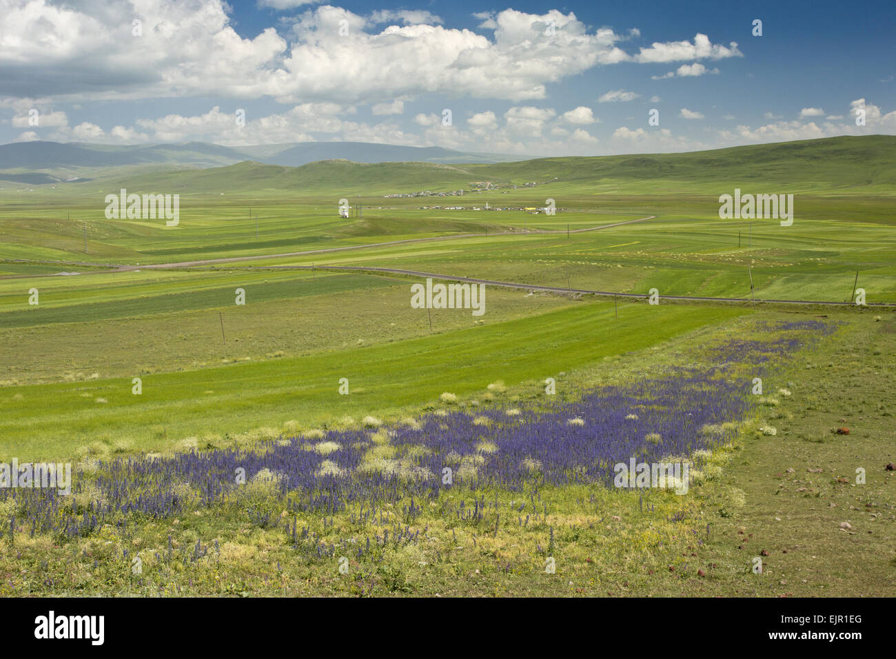 View of farmed landscape with viper's bugloss, near Cildir, near Aktas Golu, Pontic Mountains, Anatolia, Turkey, July Stock Photo
