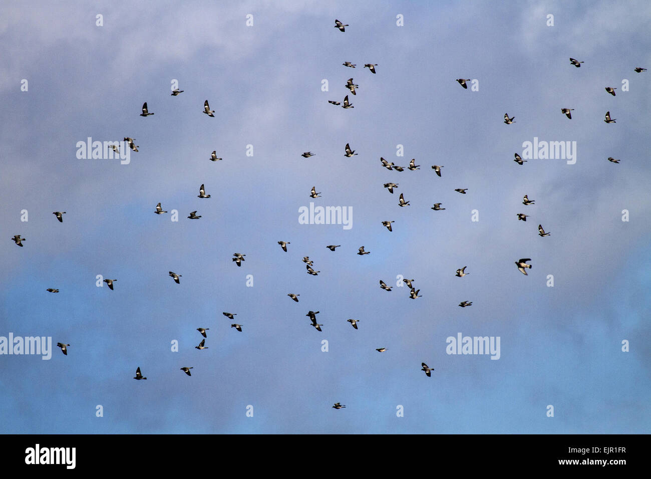 Winter flock of Wood Pigeons Stock Photo