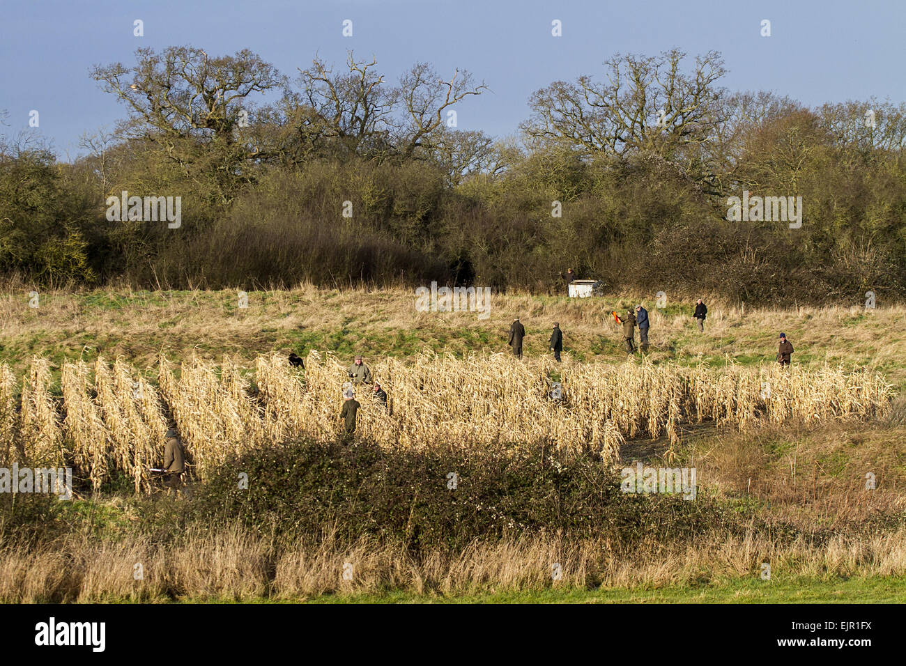 Shoot beaters flushing Pheasants from maize cover crop, Suffolk January