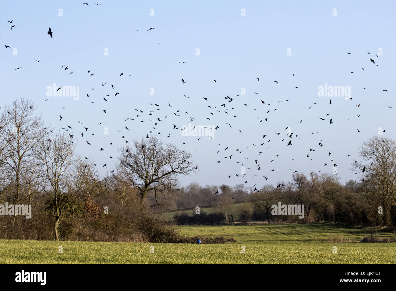 Rooks (Corvus frugilegus) winter flock, in flight over Suffolk farmland ...