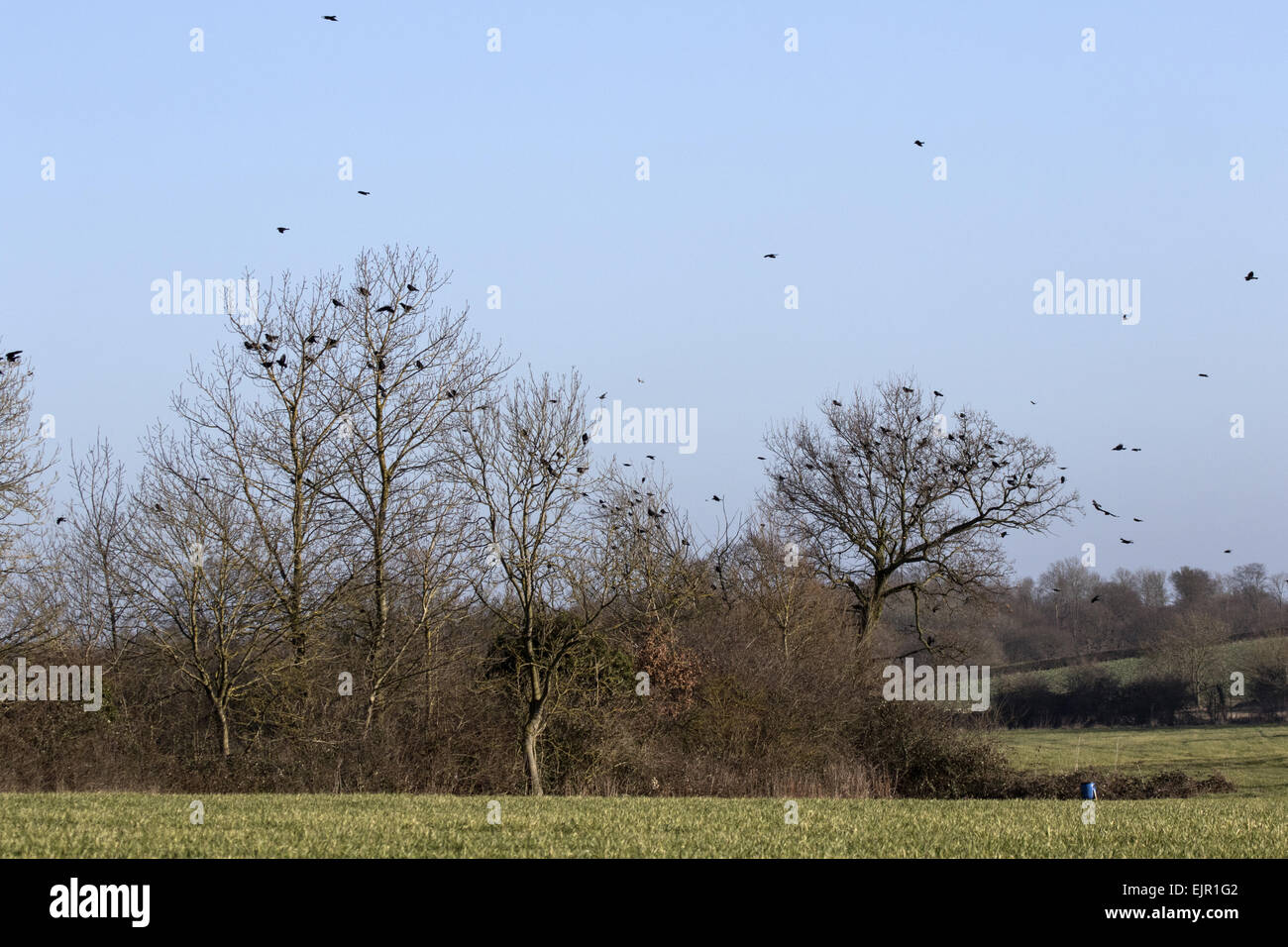 Rooks (Corvus frugilegus) winter flock, in flight and gathering on ...