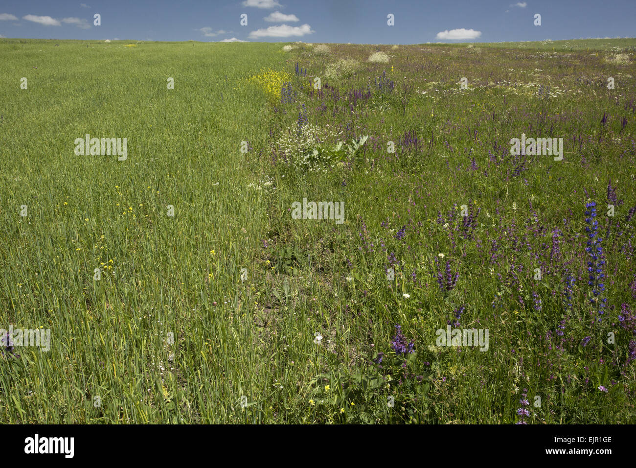 Adjacent fields showing cultivated monoculture and flowery fallow field for comparison, Pontic Mountains, Anatolia, Turkey, July Stock Photo