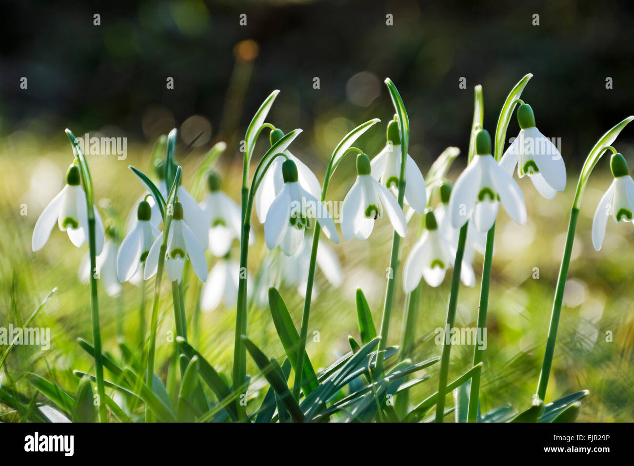 First spring flower snowdrops Stock Photo