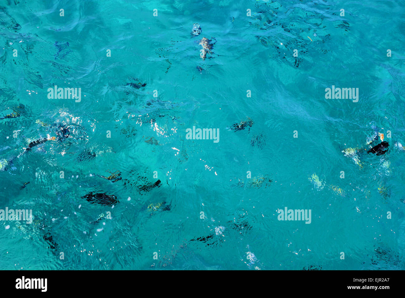 Fish swimm in the Sea. Sea Blue Water Background. Stock Photo