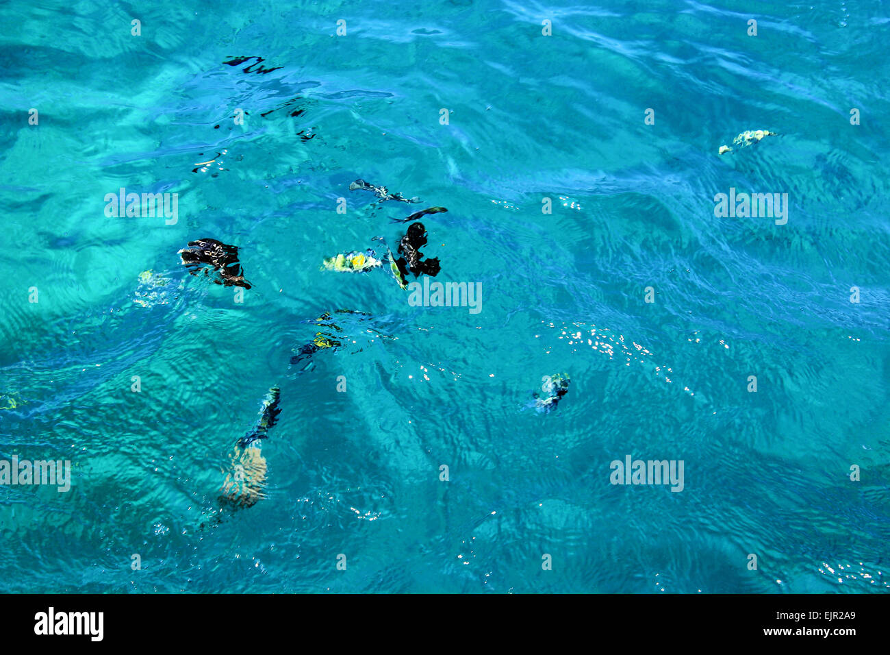 Fish swimm in the Sea.  Sea blue Water Background. Stock Photo