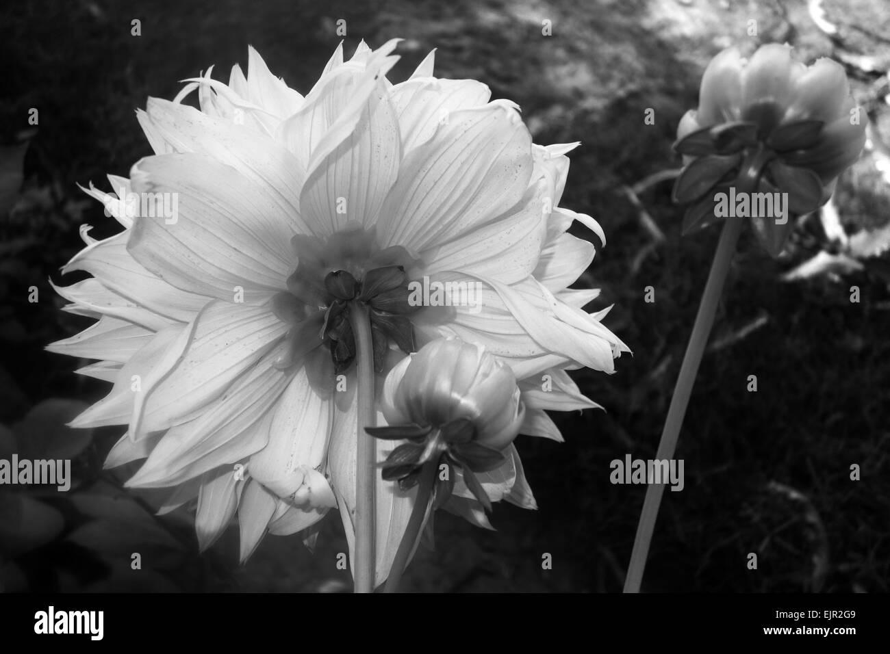 Dahlia Black and White Stock Photos & Images - Alamy