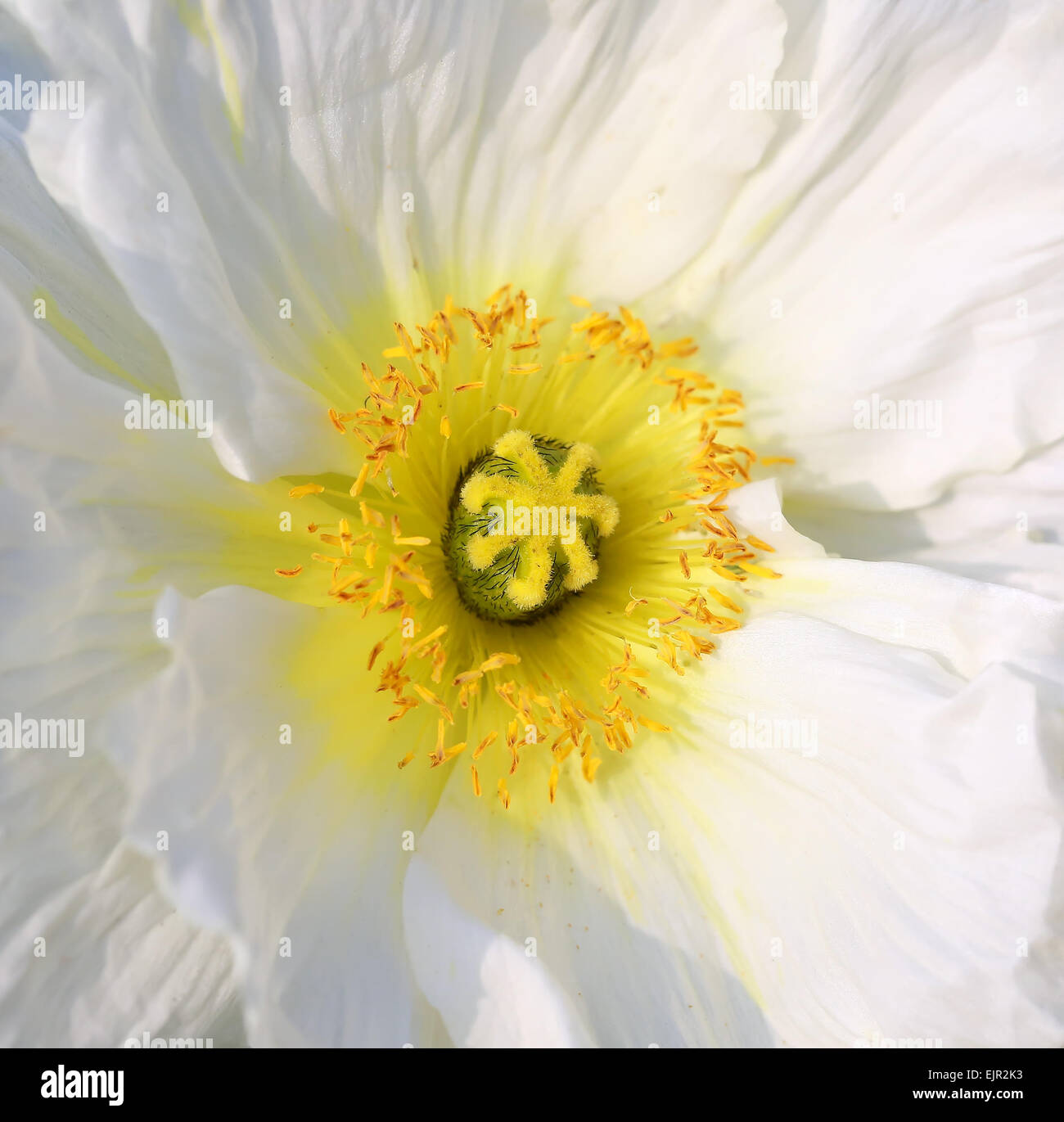 Closeup shot white meadow hi-res stock photography and images - Alamy