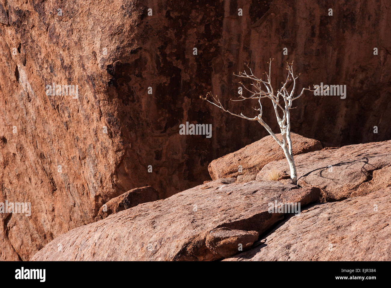 Shepherd's tree (Boscia albitrunca) between rocks at Twyfelfontein ...