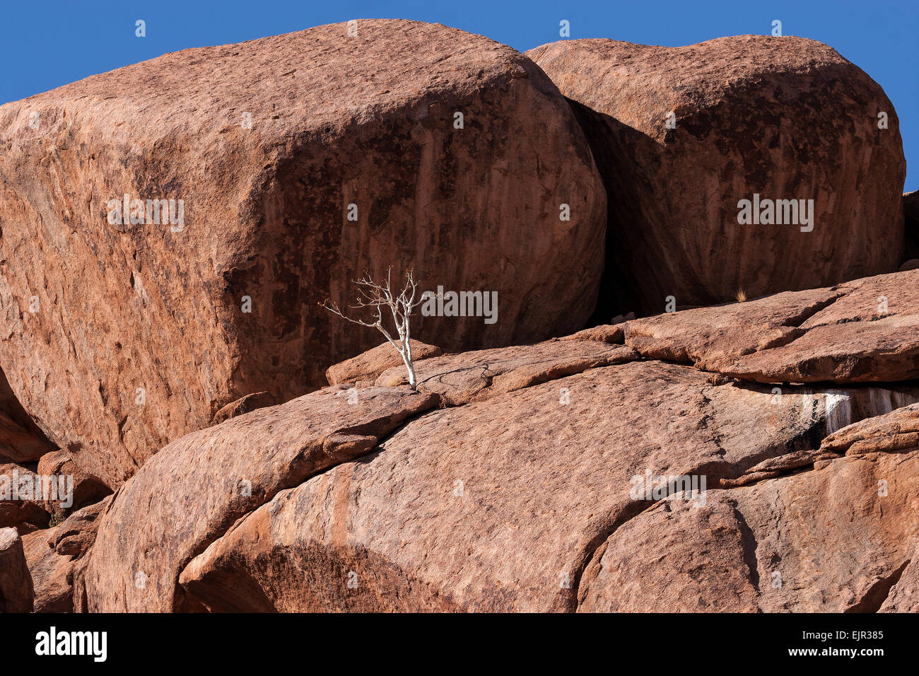 Shepherd's tree (Boscia albitrunca) between rocks at Twyfelfontein ...