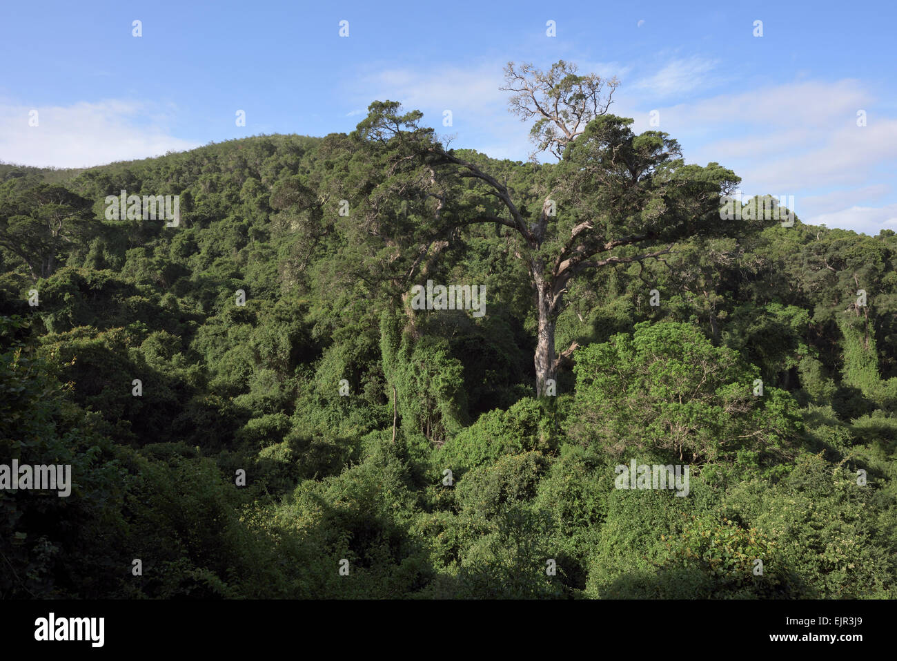 rich green vegetation, Tsitsikamma, South Africa Stock Photo - Alamy