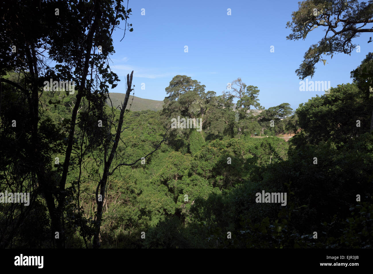 rich green vegetation, Tsitsikamma, South Africa Stock Photo - Alamy