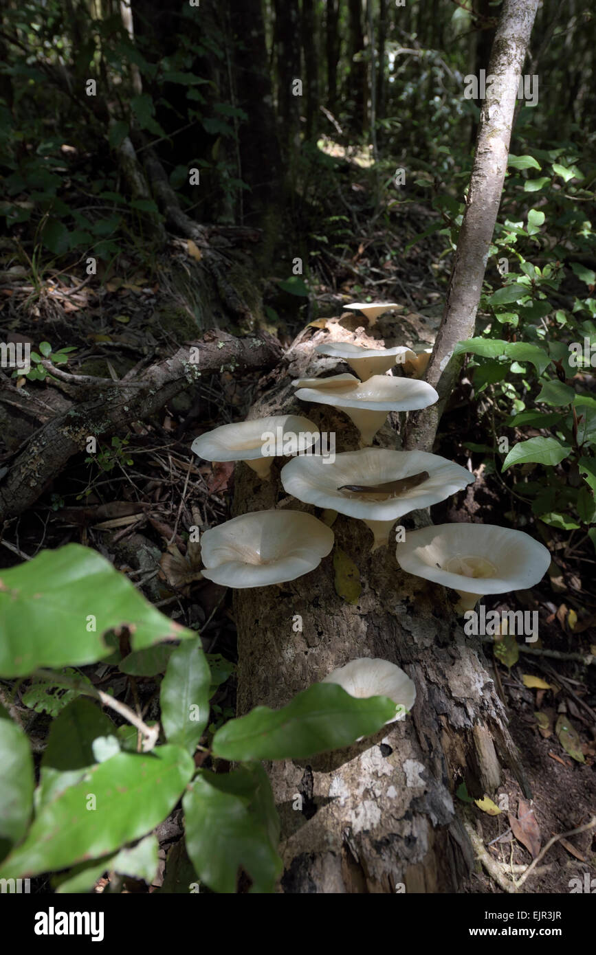 big white mushrooms growing on dead wood, South Africa Stock Photo - Alamy