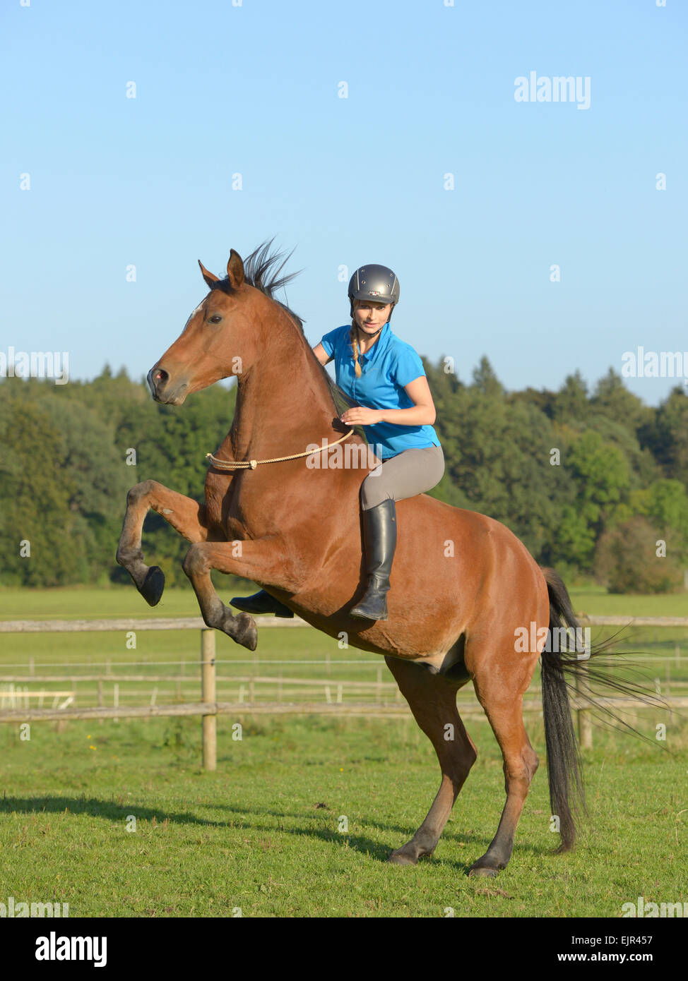 Rider bareback on a rearing Arab horse Stock Photo