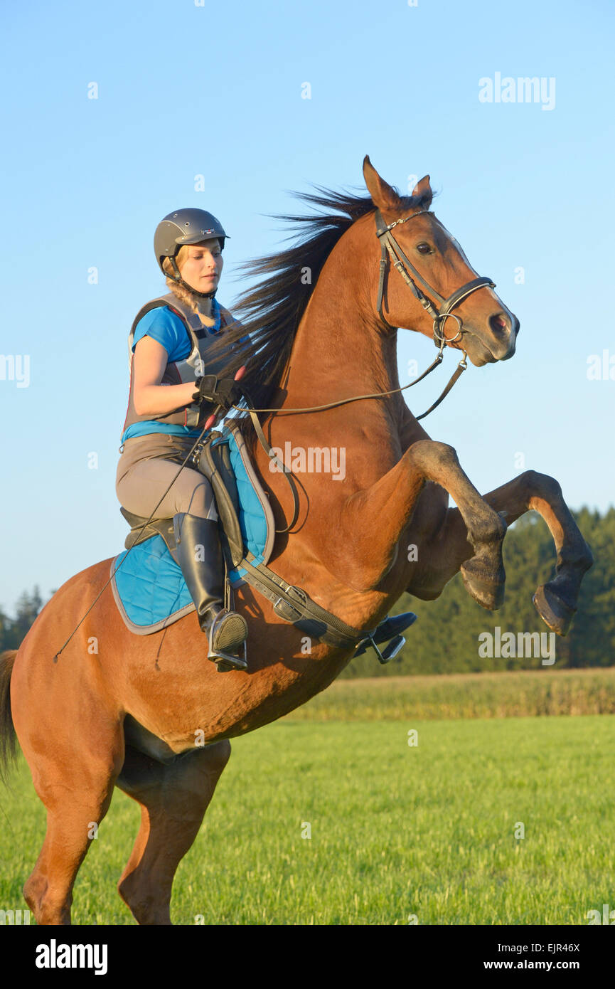 Young rider wearing a helmet and a body protector on back of a rearing Arab horse in the evening Stock Photo