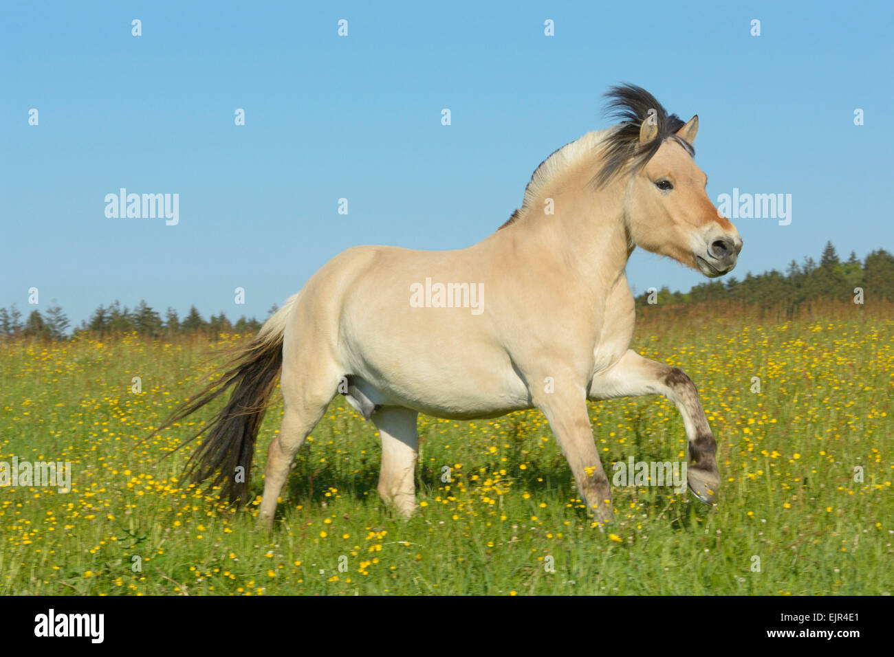 4-year-old Norwegian Fjord horse galloping in a meadow Stock Photo