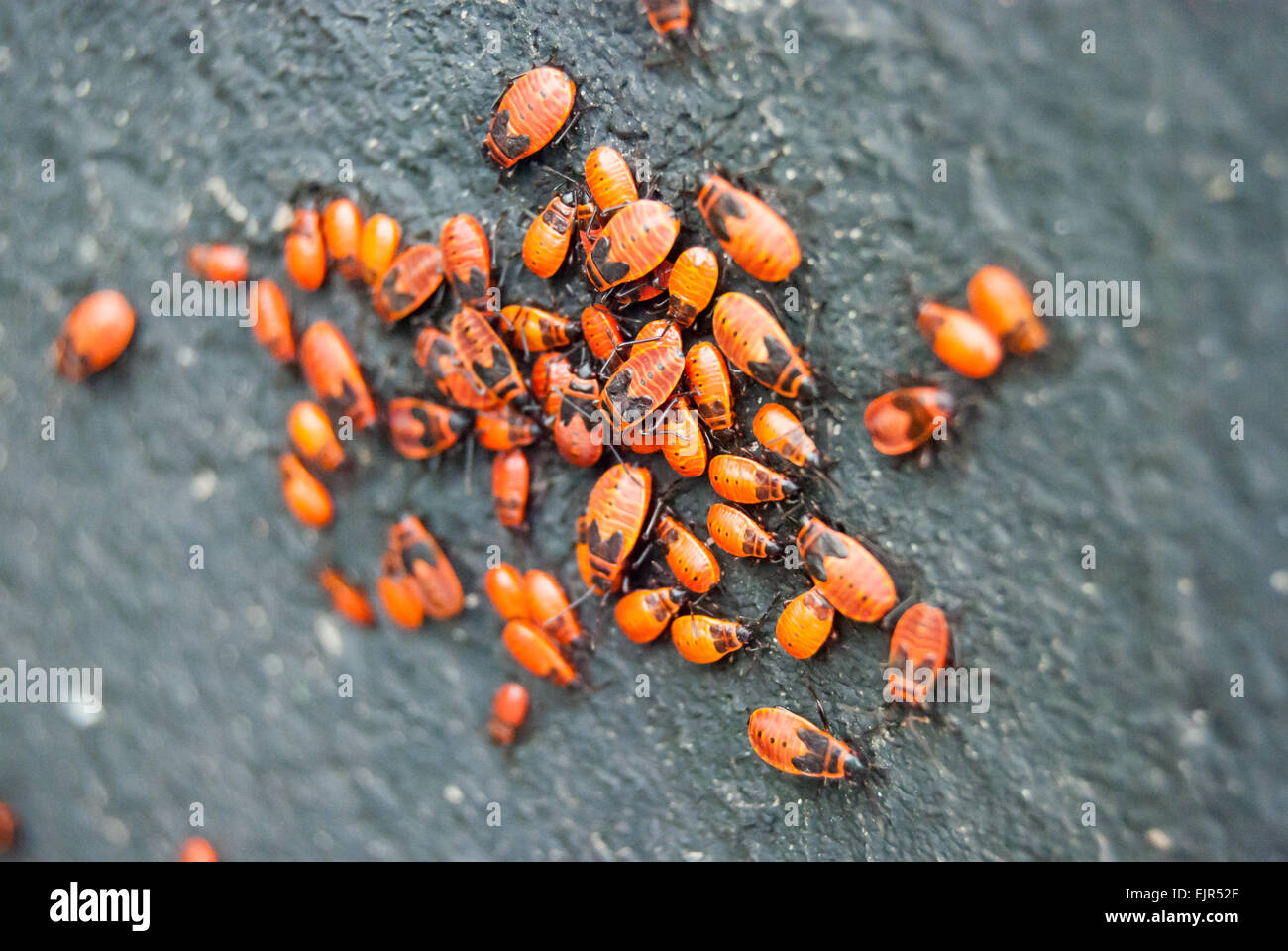 many red bugs on tree bark Stock Photo Alamy
