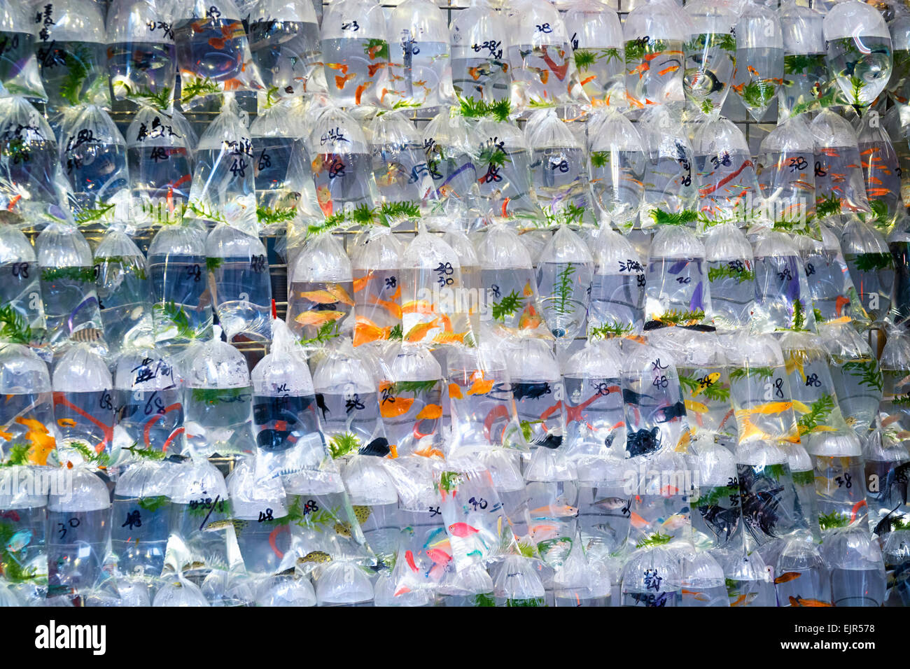 Aquarium fish displayed in plastic bags for sale in the Goldfish market