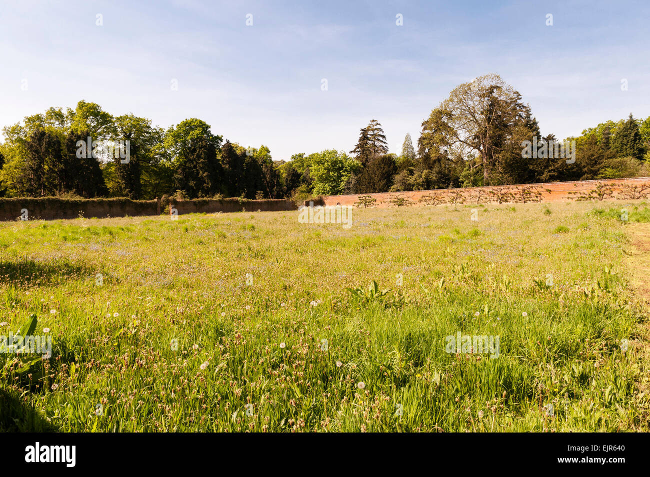 A huge abandoned walled kitchen garden belonging to an old English country house in East Anglia, UK Stock Photo