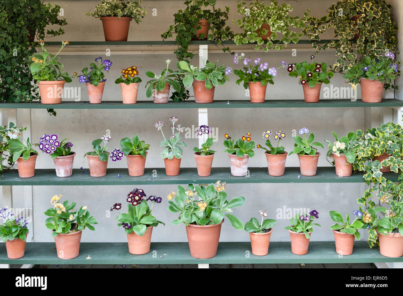 The National Botanic Garden of Wales, Llanarthney, Wales, UK. A spring collection of auriculas in bloom (an auricula theatre) Stock Photo
