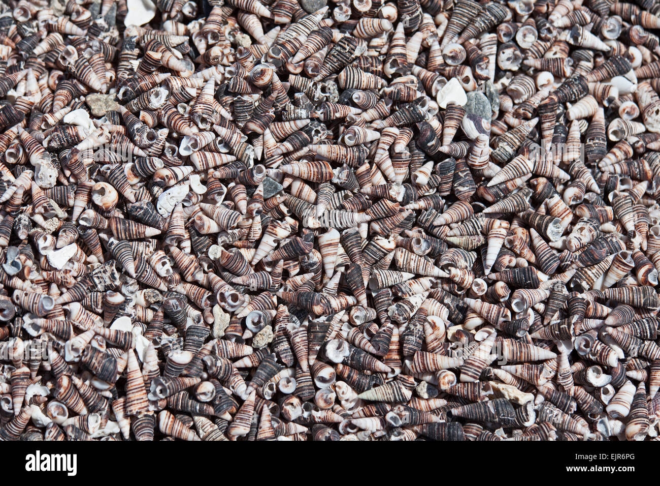 Sea shells at the beach of Pan de Azucar Stock Photo
