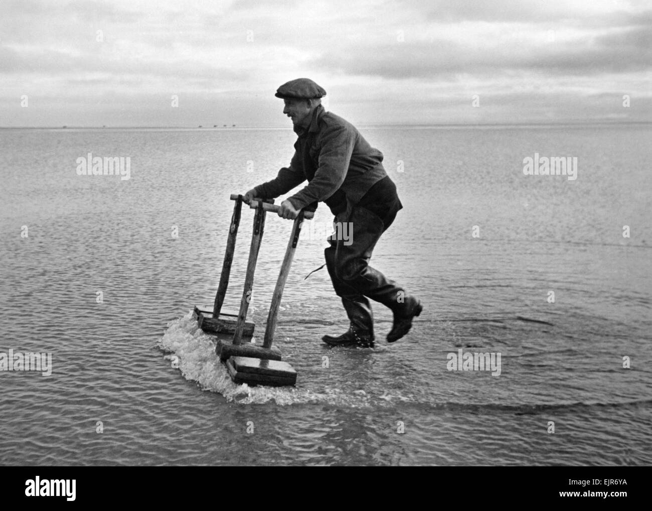 For sixty years, old Tom Wilson has been listening to cockles singing on the sandbanks of Morecambe Bay , Lancs. 'Sing?' says Tom, 'Sometimes they're as noisy as the whistle of a train.' Twice a day for sixty years he has led his donkey and cart on the six-mile walk to the sands from the village of Flookburgh. With him he takes his jumbo - a wooden device like a couple of cricket wickets. When he rocks the jumbo to and fro the cockles are coaxed to the surface and Tom's son, Harold, gathers them in. Stock Photo