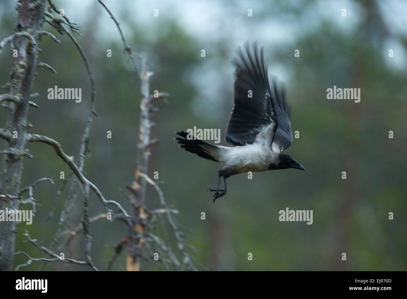 A Hooded Crow in flight Stock Photo