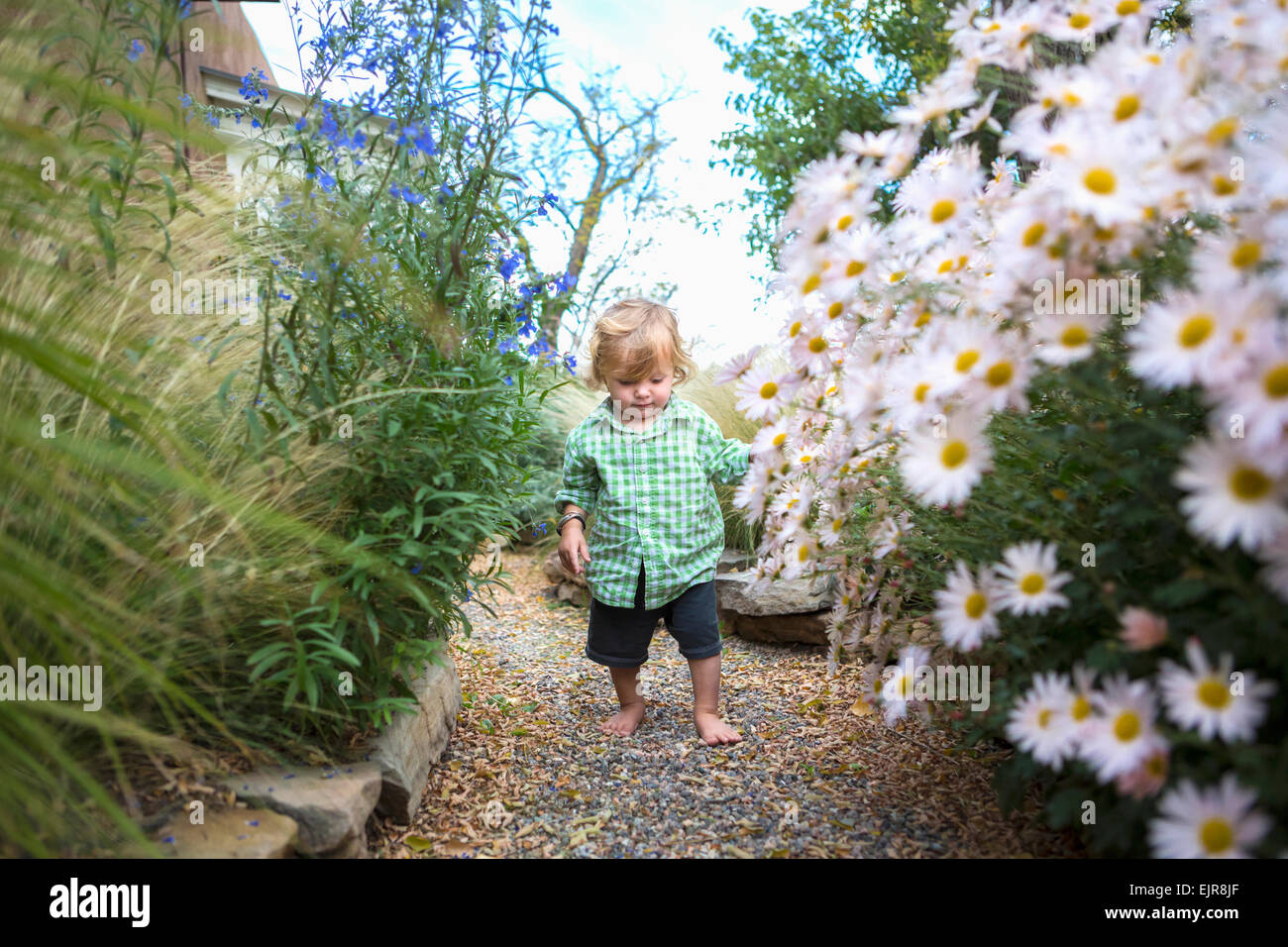 Caucasian baby boy walking in garden Stock Photo