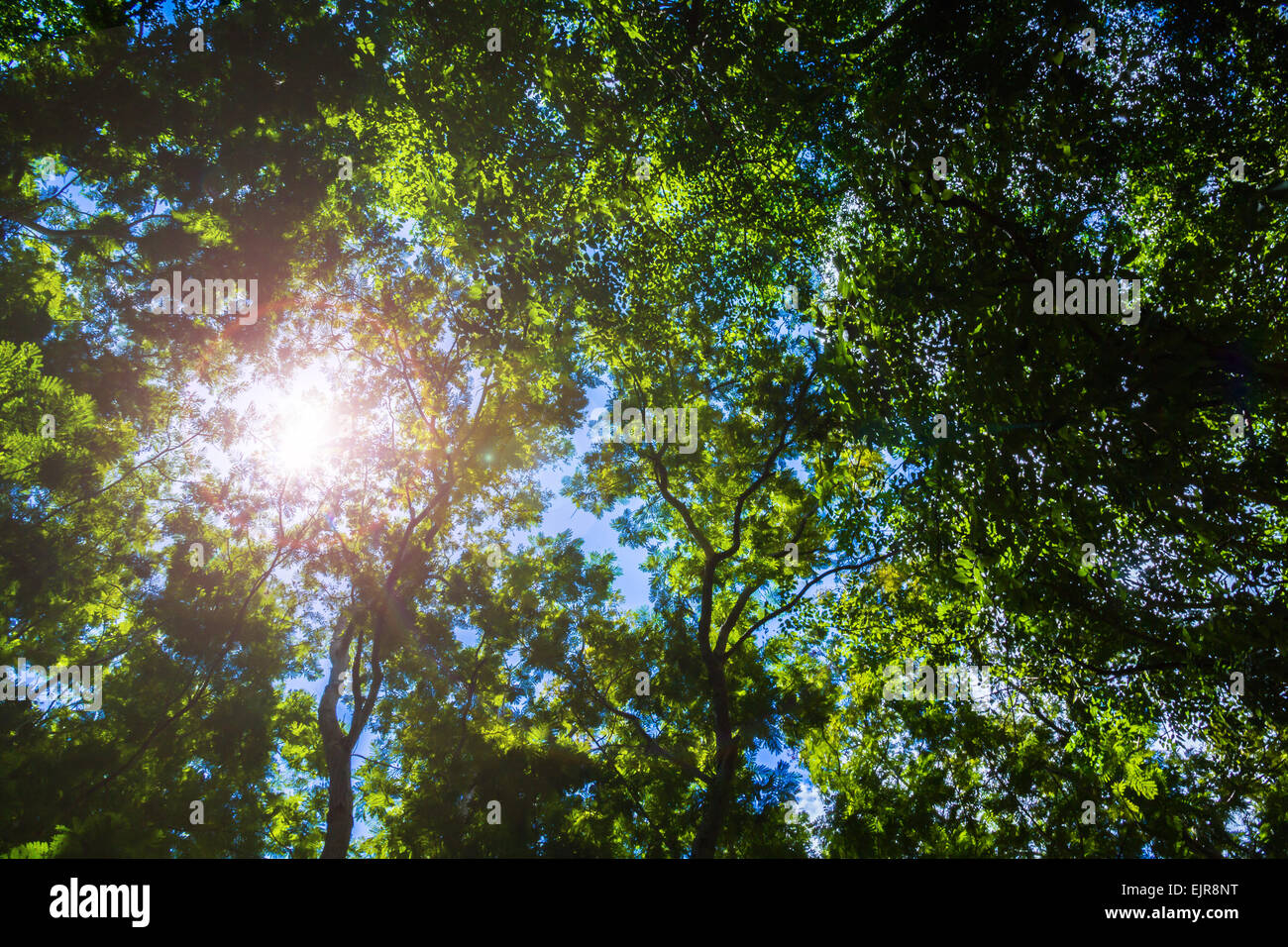 Sun flare though fresh leaves in bright spring natural background Stock ...
