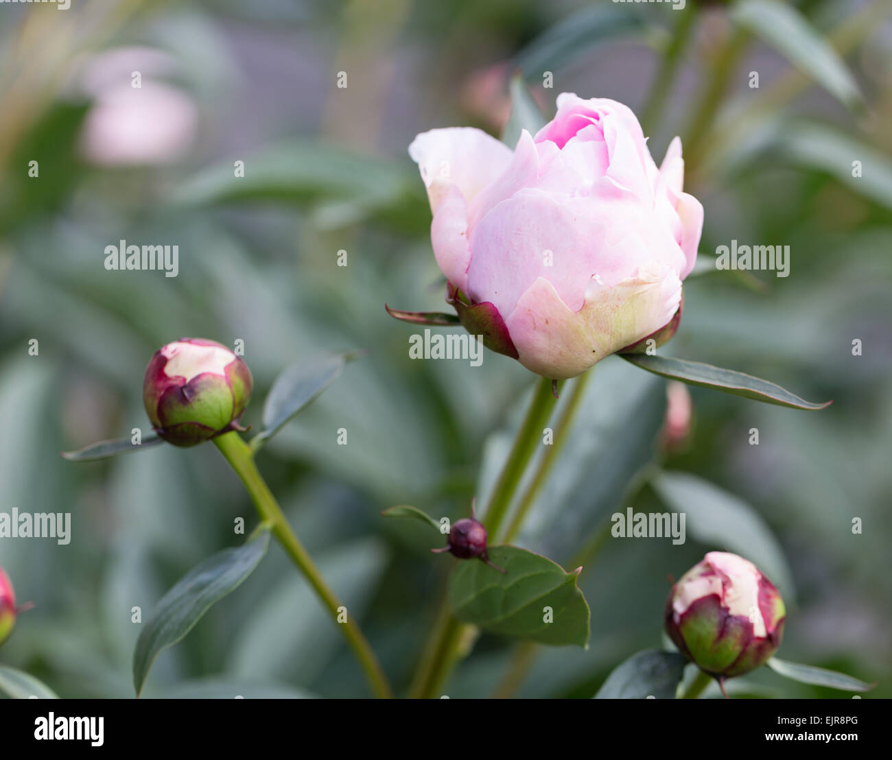 Pink peony in the garden in bloom Stock Photo - Alamy