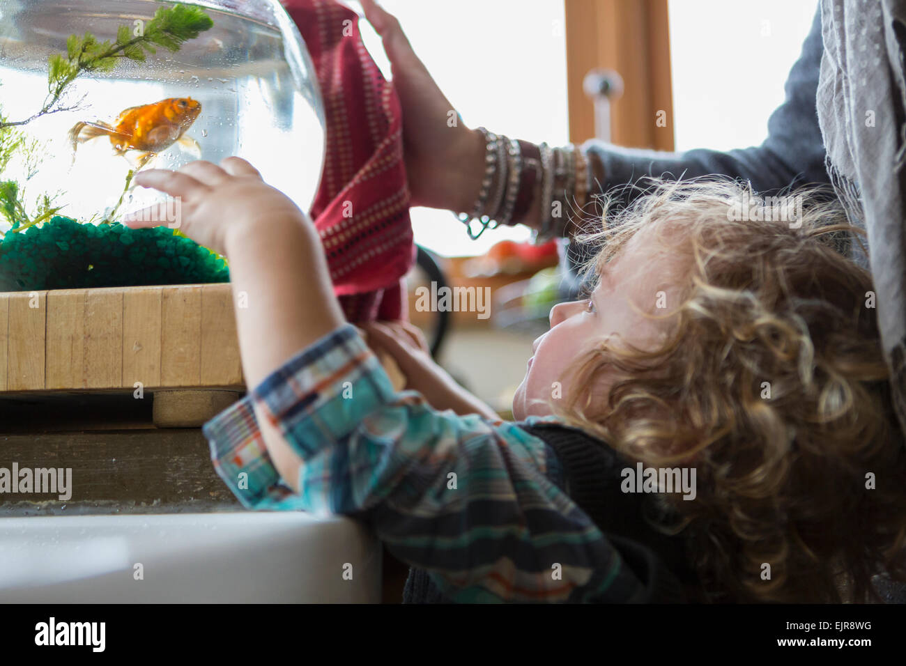 Caucasian mother and baby boy examining fishbowl Stock Photo