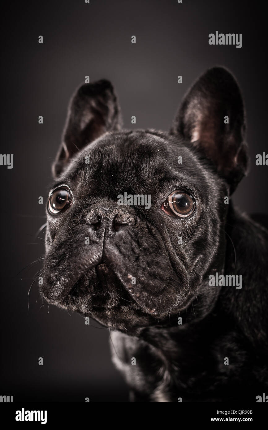 Flat faced breed hires stock photography and images Alamy