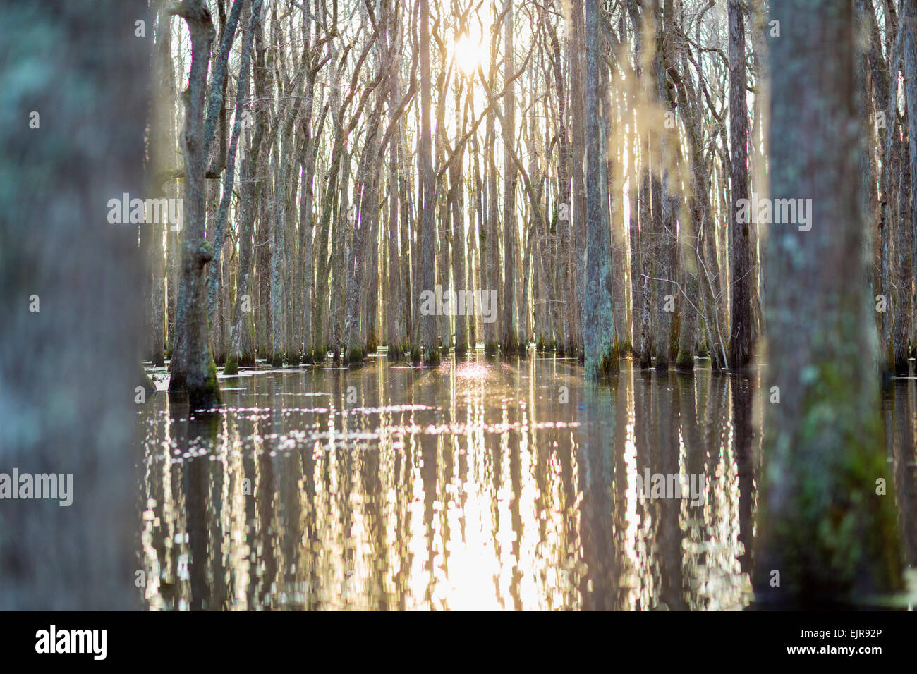 Bare trees in swamp reflecting in still water Stock Photo
